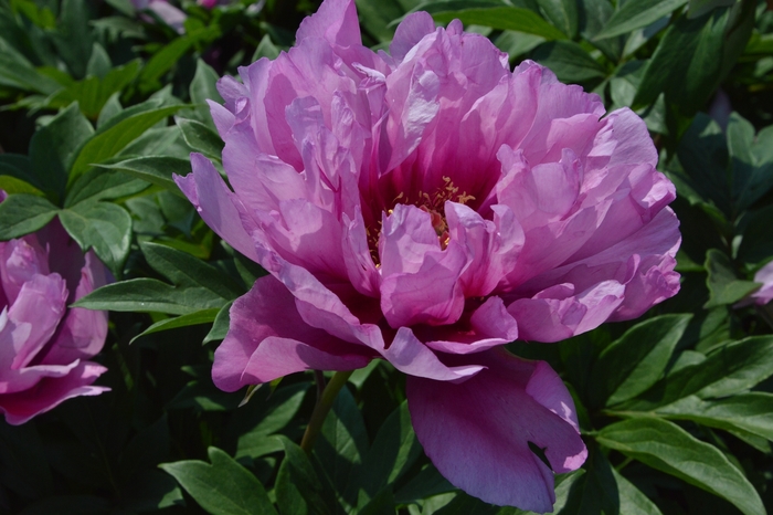 First Arrival Itoh Peony - Paeonia x 'First Arrival' from Faller Landscape