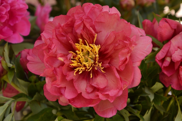 Julia Rose Itoh Peony - Paeonia x 'Julia Rose' from Faller Landscape