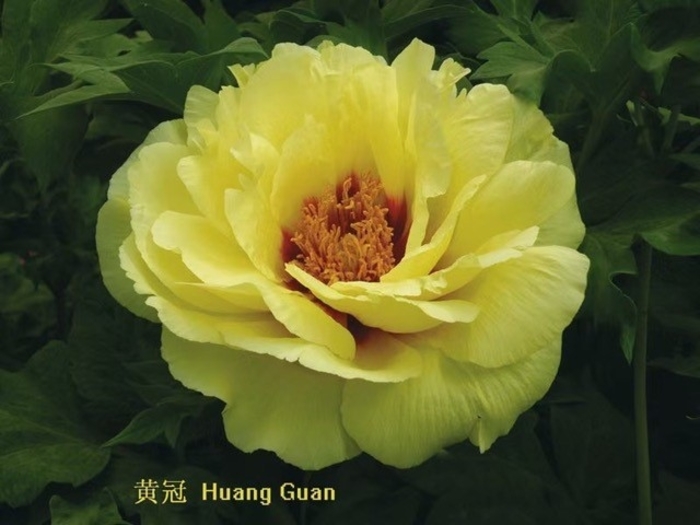 Golden Crown Tree Peony - Paeonia suffruticosa 'Golden Crown' from Faller Landscape