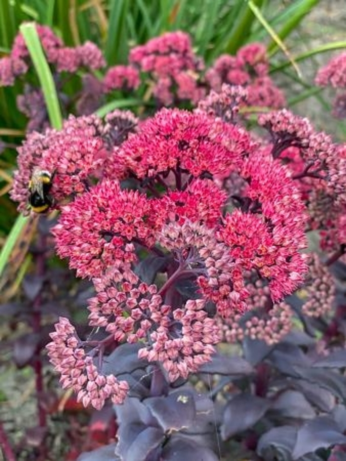 Jewels Diamond Sedum - Sedum mohave 'Jewels Diamond' from Faller Landscape