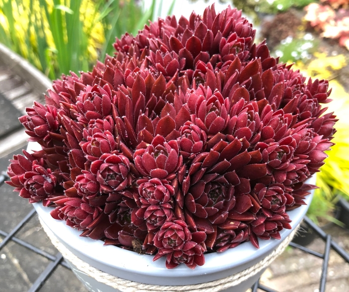Colorockz® Coral Red Hen and Chicks - Sempervivum 'Colorockz® Coral Red' from Faller Landscape