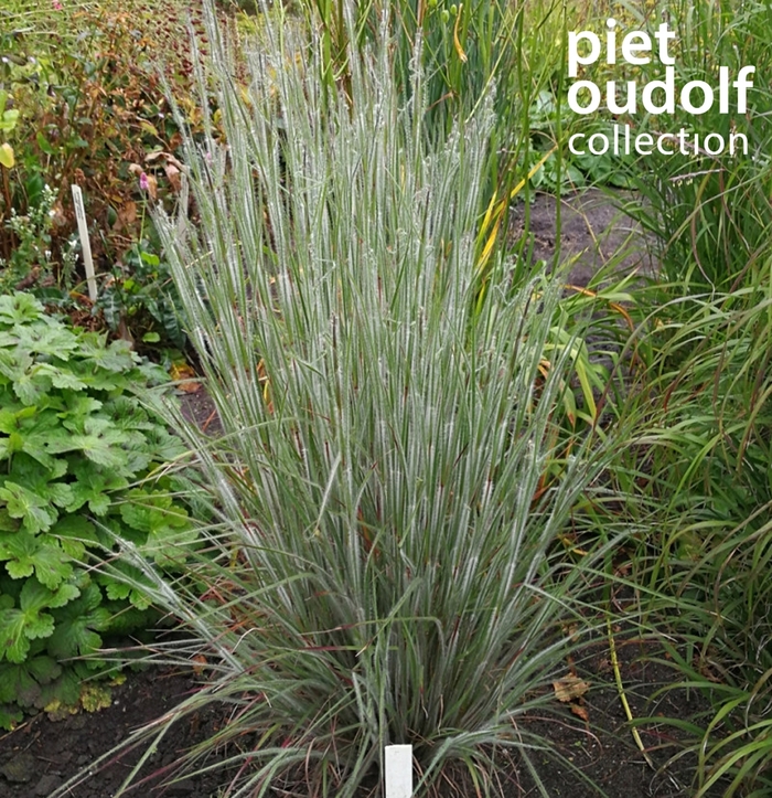 Ha Ha Tonka Little Bluestem - Schizachyrium scoparium 'Ha Ha Tonka' from Faller Landscape