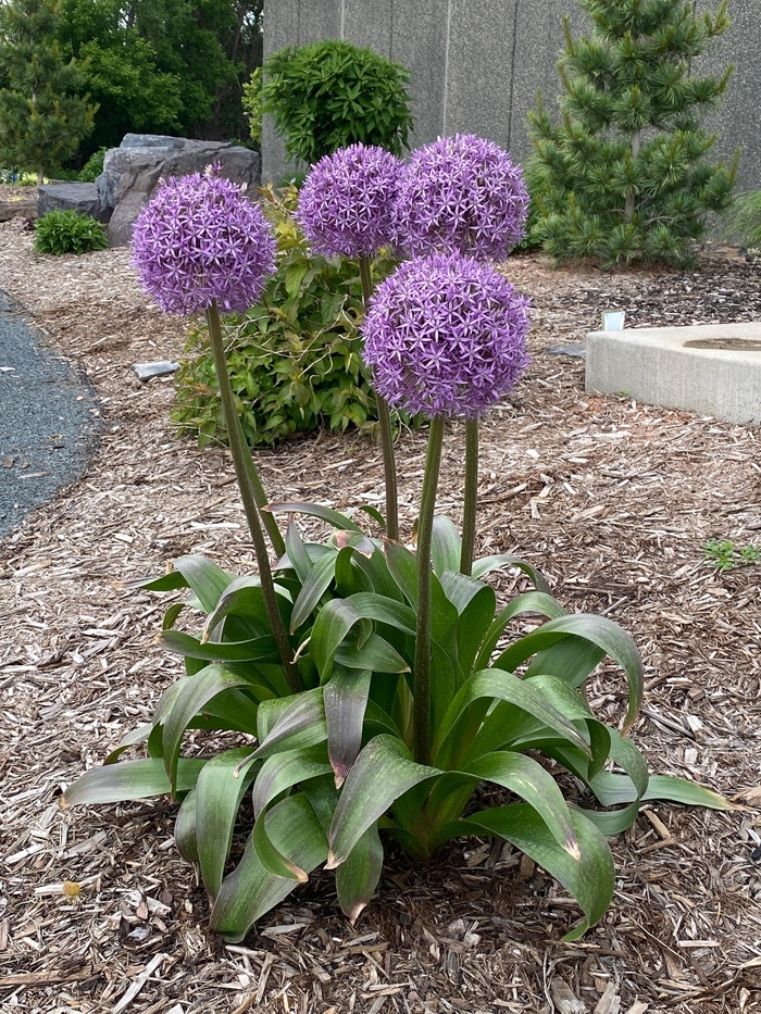 Globemaster Ornamental Onion - Allium 'Globemaster' from Faller Landscape