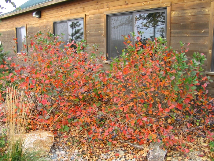 Black Chokeberry - Aronia melanocarpa 'Elata' from Faller Landscape