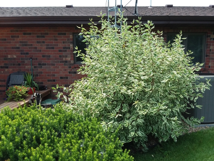 Variegated Dogwood - Cornus alba 'Baihalo' from Faller Landscape