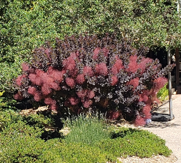 Winecraft Black® Smokebush - Cotinus coggygria 'NCC01' from Faller Landscape