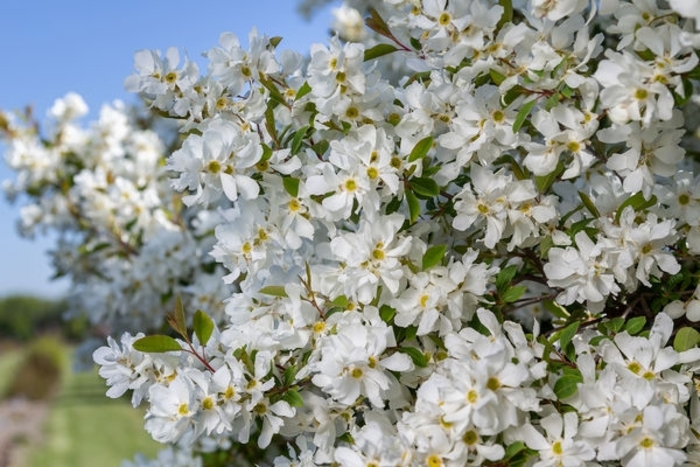 First Edition® Lotus Moon™ Pearl Bush - Exochorda x macranthra 'Bailmoon' from Faller Landscape