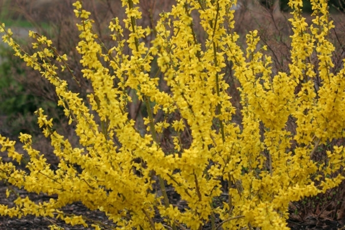 Show Off® Starlet Forsythia - Forsythia x 'Minfor6' from Faller Landscape