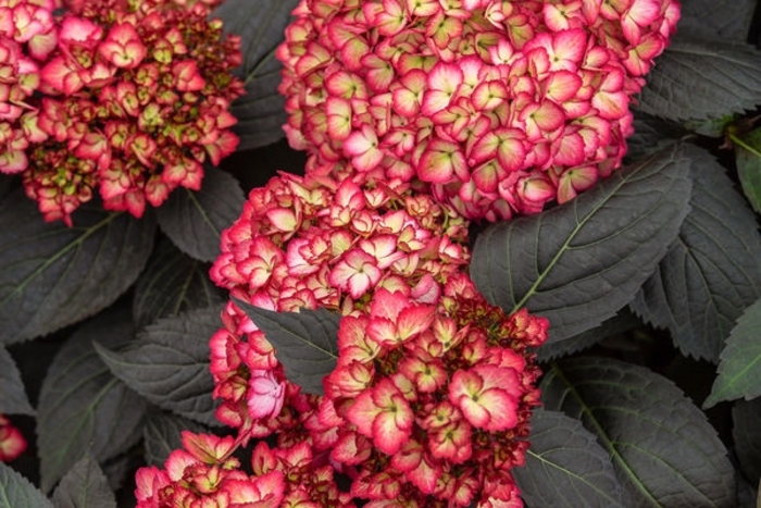 First Edition® Eclipse® Bigleaf Hydrangea - Hydrangea macrophylla 'Bailmacseven' from Faller Landscape