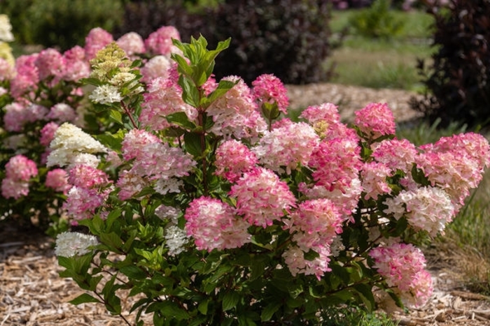 First Edition® Spring Sizzle® Hydrangea - Hydrangea paniculata 'Bailpanthree' from Faller Landscape