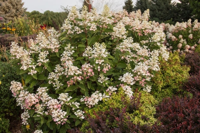 First Editions® White Diamonds® Hydrangea - Hydrangea paniculata 'HYPMAD I' from Faller Landscape