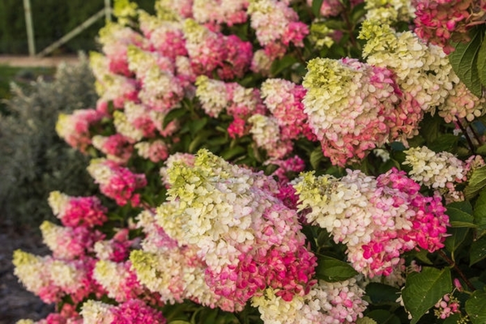 First Editions® Berry White® Panicle Hydrangea - Hydrangea paniculata 'Renba' from Faller Landscape