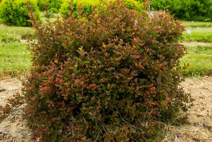 Spicy Devil Ninebark - Physocarpus opulifolius 'ZLENatalie' from Faller Landscape