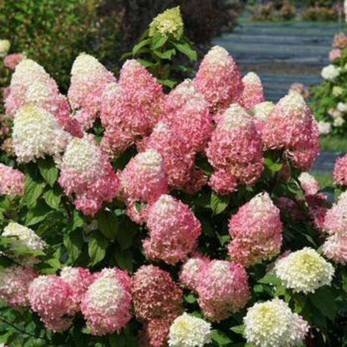 Quick Fire Fab® Hydrangea - Hydrangea paniculata 'SMNHPM' from Faller Landscape