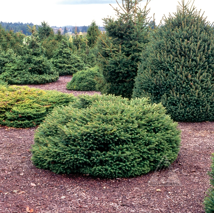 Elegans Norway Spruce - Picea abies 'Elegans' from Faller Landscape