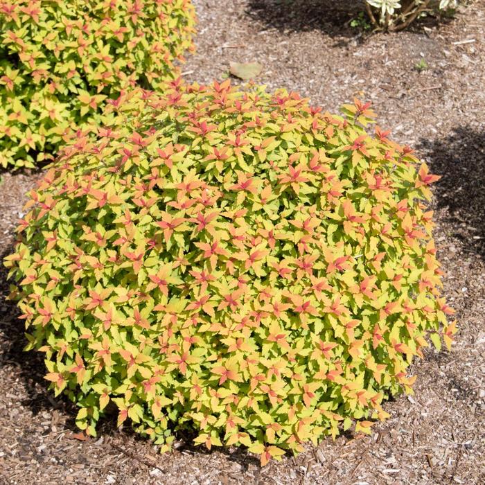 Rainbow Fizz™ Spirea - Spiraea japonica 'Matgold' from Faller Landscape