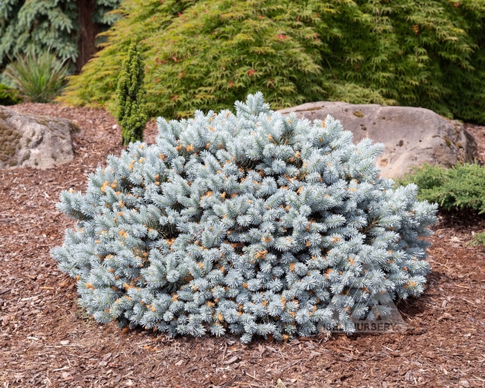 Moonstone Globe Blue Spruce - Picea pungens 'INHWB' from Faller Landscape