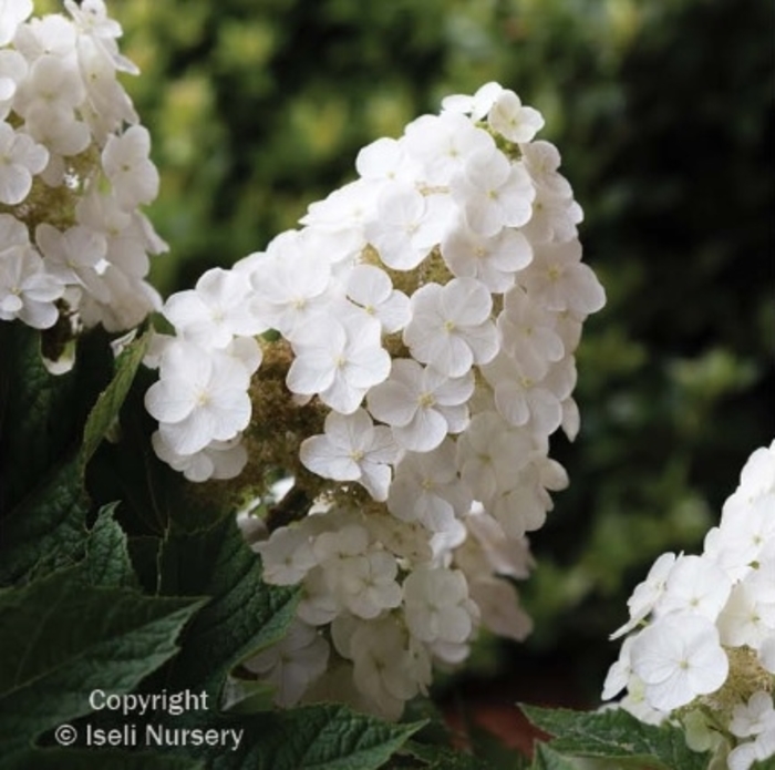 Munchkin Oakleaf Hydrangea - Hydrangea quercifolia 'Munchkin' from Faller Landscape