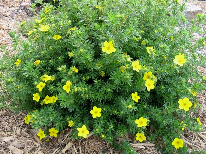 Goldfinger Potentilla - Potentilla fruticosa 'Goldfinger' from Faller Landscape