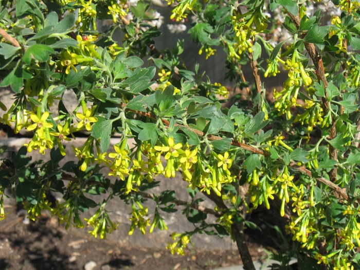 Clove Currant - Ribes odoratum 'Crandall' from Faller Landscape