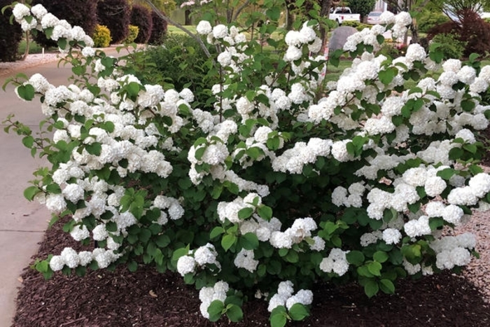 First Editions® Opening Day™ Doublefile Viburnum - Viburnum plicatum 'PIIVIB-II' from Faller Landscape