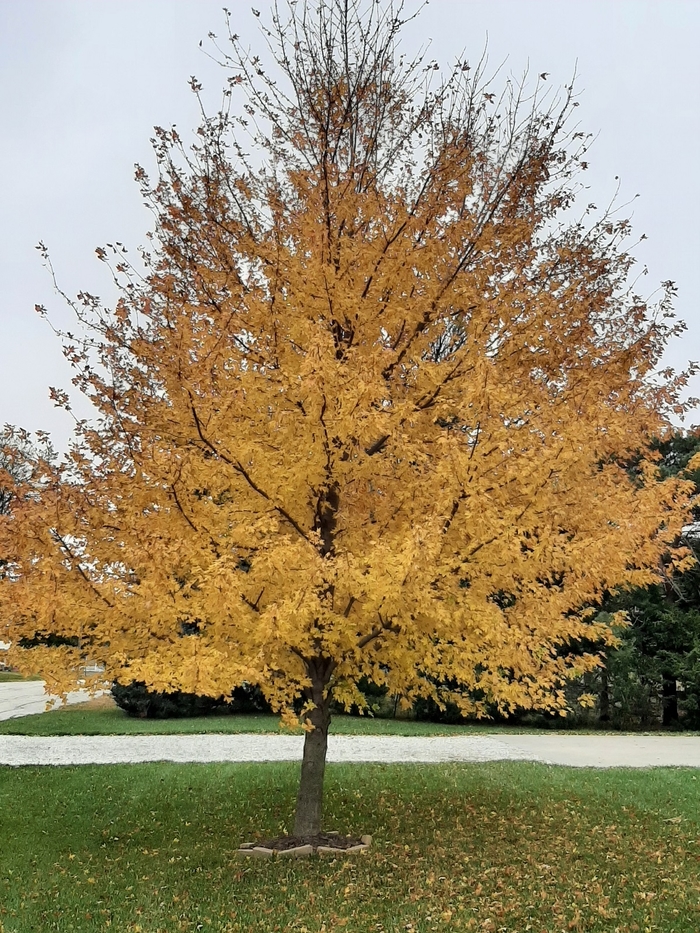 Celebration&reg; Maple - Acer x freemanii 'Celzam' from Faller Landscape