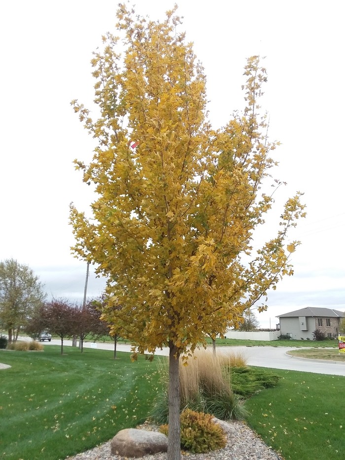 State Street&reg; Miyabe Maple - Acer miyabei 'Morton' from Faller Landscape