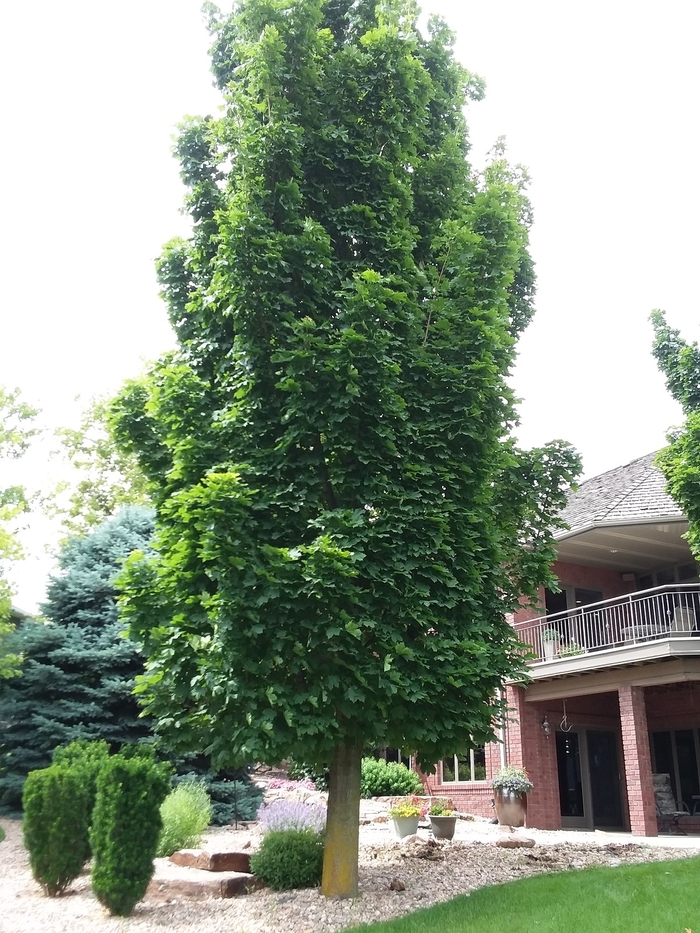 Columnar Norway Maple - Acer platanoides 'Columnar' from Faller Landscape