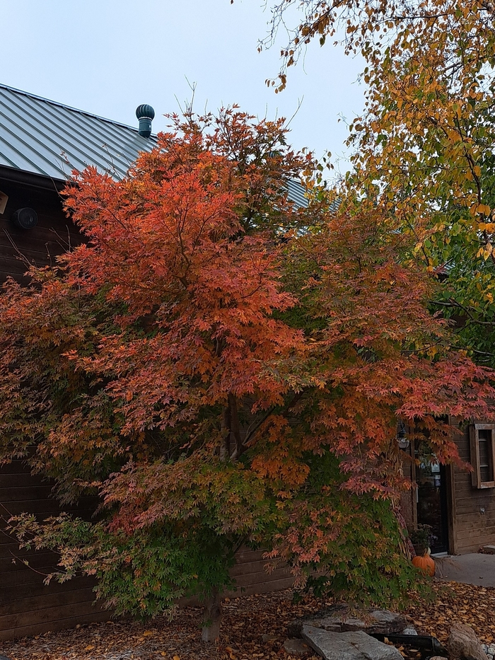 North Wind Maple - Acer x pseudosieboldianum 'ISINW' from Faller Landscape