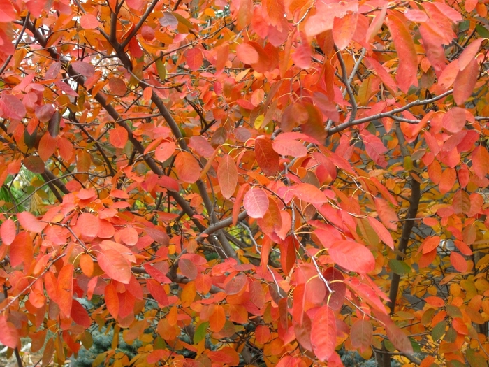 Autumn Brilliance&reg; Seviceberry - Amelanchier arborea x grandiflora 'Autumn Brilliance&reg;' from Faller Landscape