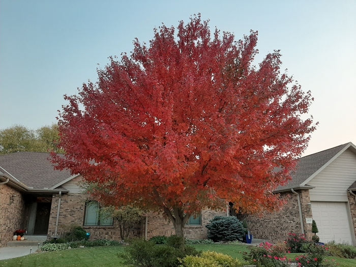 Red Sunset&reg; Red Maple - Acer rubrum 'Franksred' from Faller Landscape