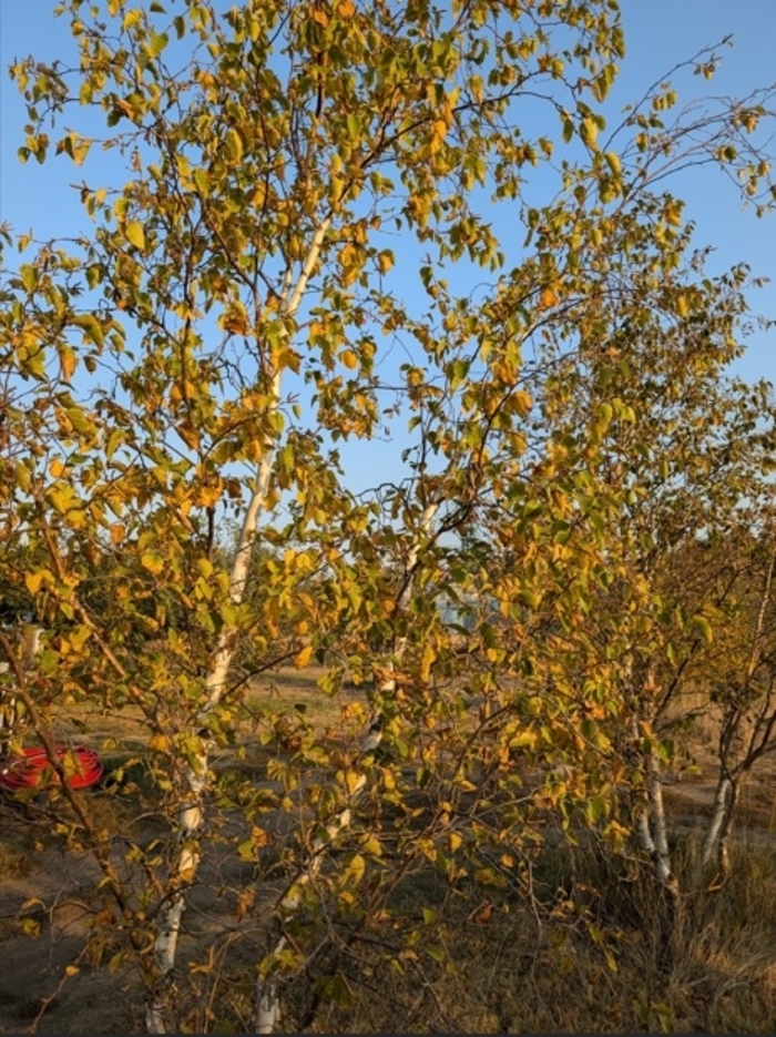 Erman's Birch - Betula ermanii from Faller Landscape
