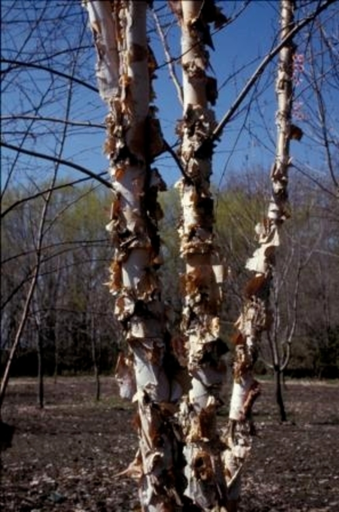 Northern Tribute® River Birch - Betula nigra 'Dickenson®' from Faller Landscape