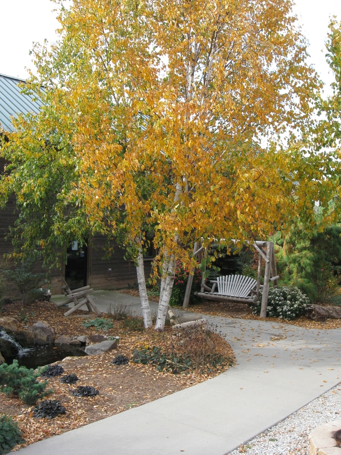 Renaissance Reflection&reg; Paper Birch - Betula papyrifera 'Renci' from Faller Landscape