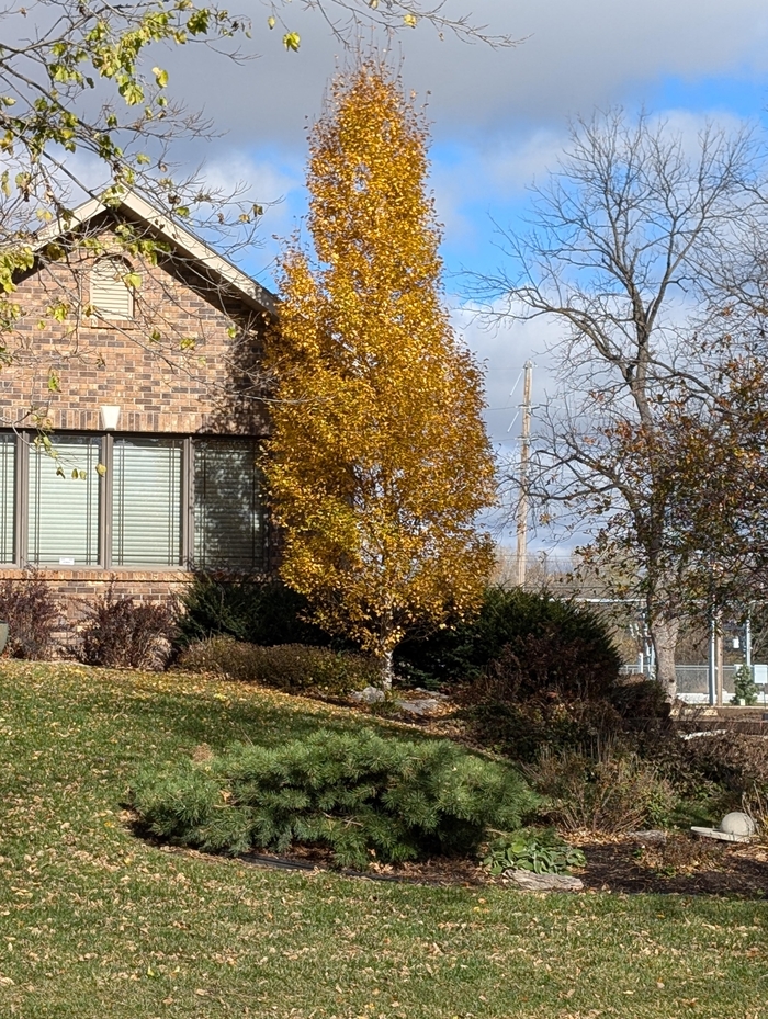 Dakota Pinnacle® Birch - Betula platyphylla 'Fargo' from Faller Landscape