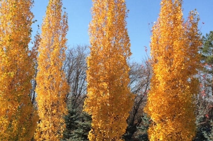 First Editions® Parkland Pillar® Birch - Betula platyphylla 'Jefpark' from Faller Landscape