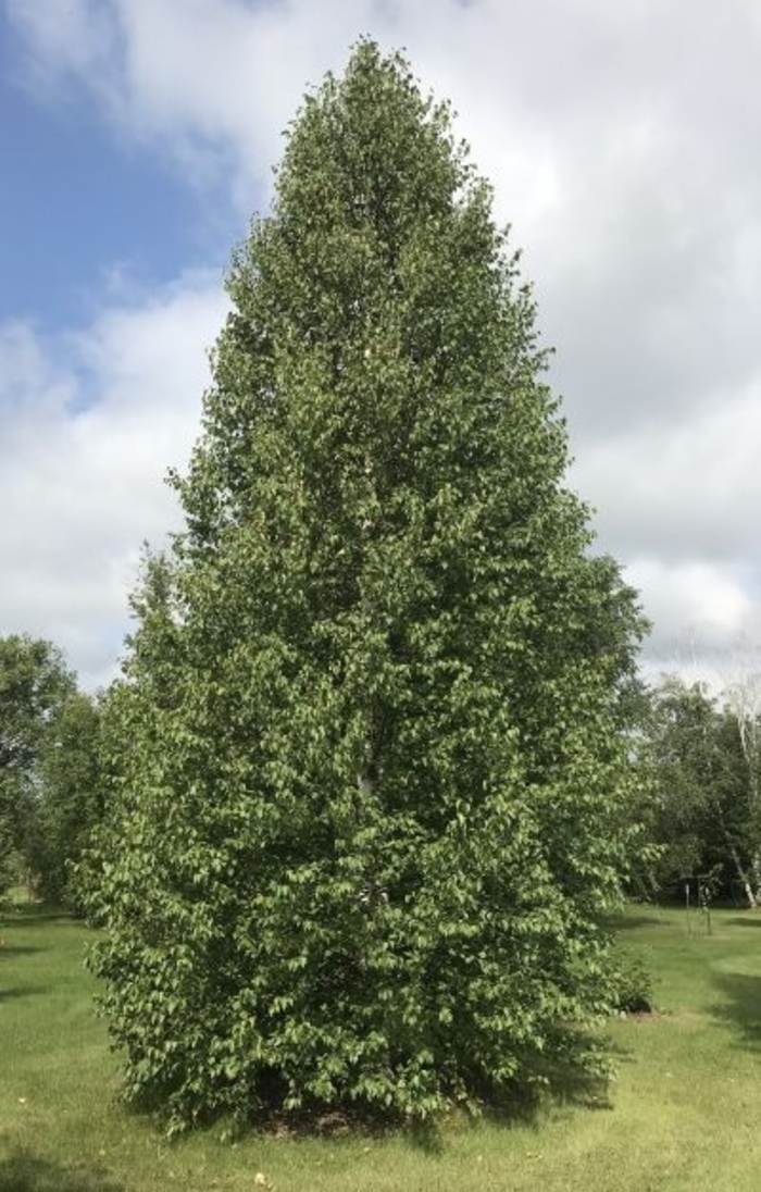 Emerald Flare Tianshan Birch - Betula tianshanica 'EmerDak' from Faller Landscape