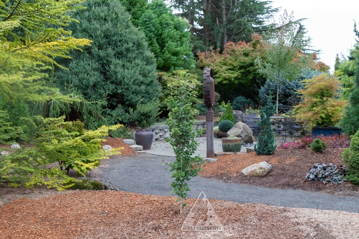Folkert's Select Ginkgo - Ginkgo biloba 'Folkert's Select' from Faller Landscape