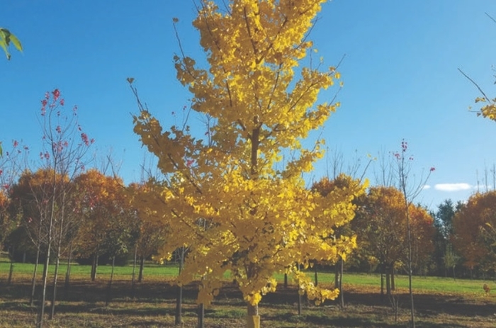 Princeton Sentry® Ginkgo - Ginkgo biloba 'PNI 2720' from Faller Landscape