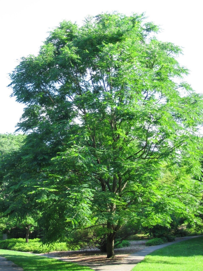 Kentucky Coffeetree - Gymnocladus dioicus from Faller Landscape