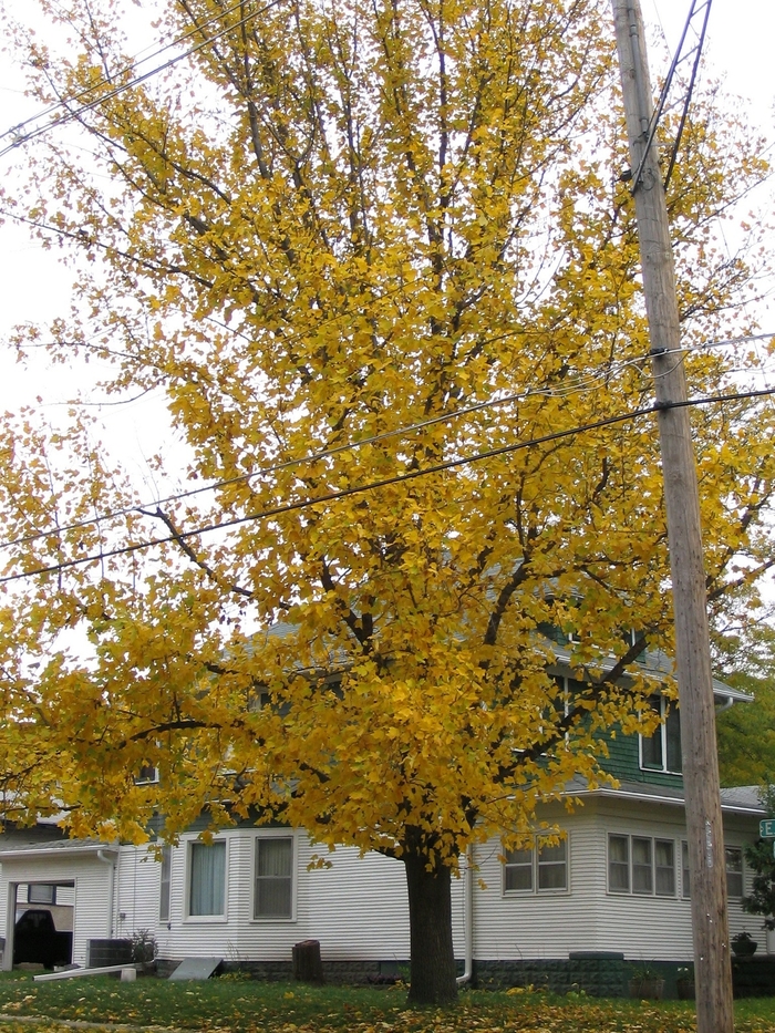 Tulip Tree - Liriodendron tulipfera from Faller Landscape