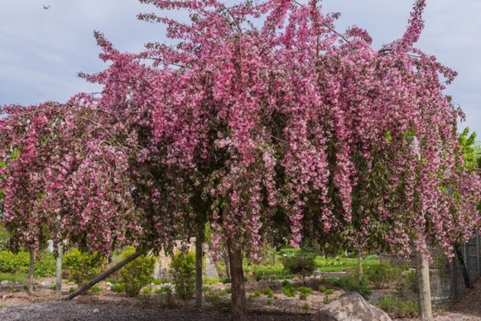 First Editions® Ruby Tears™ Crabapple - Malus 'Bailears' from Faller Landscape