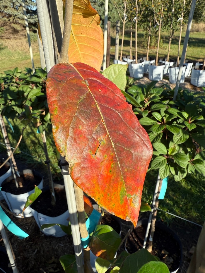 Majestic Blackgum - Nyssa sylvatica 'M.O.N. No. 2' from Faller Landscape