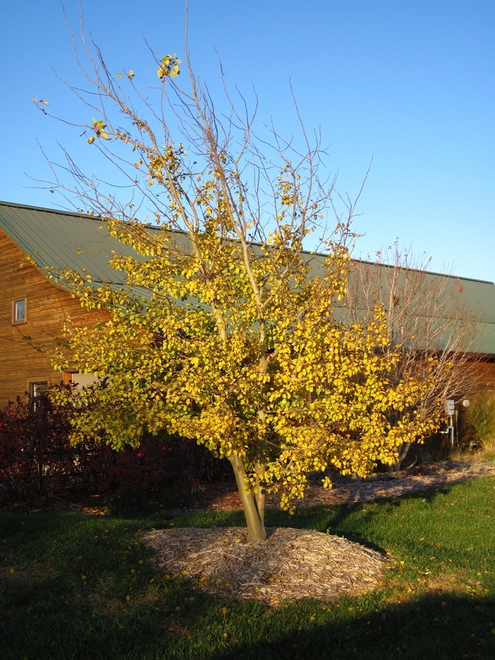 Ice Age Aspen - Populus tremuloides 'Ice Age' from Faller Landscape