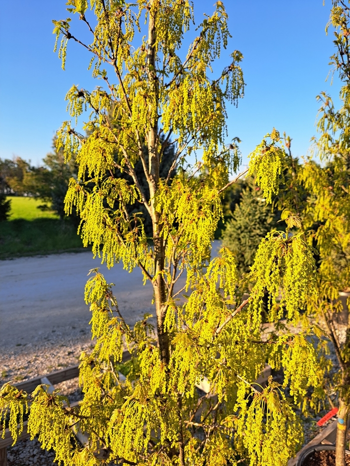 Dwarf Chinkapin Oak - Quercus prinoides from Faller Landscape