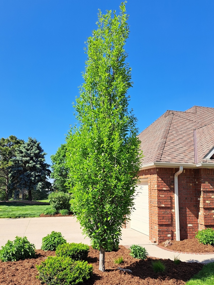 Scarlet Letter Oak - Quercus robur x alba 'Scarlet Letter' from Faller Landscape
