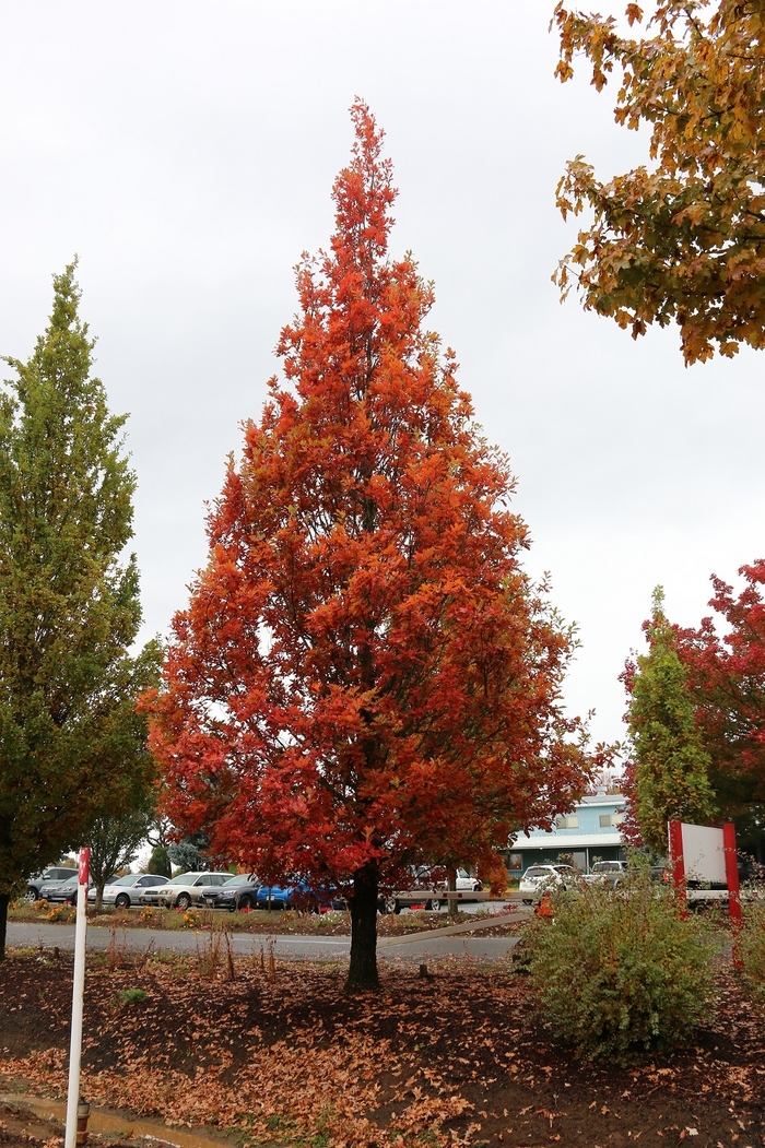 Streetspire® Oak - Quercus robur x alba 'JFS-KW1QX' from Faller Landscape
