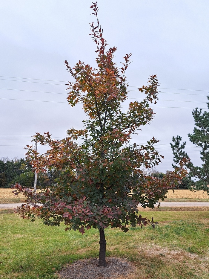 Black Oak - Quercus velutina from Faller Landscape