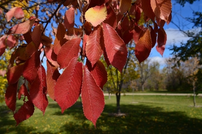 Northern Empress® Japanese Elm - Ulmus davidiana var. japonica 'Burgundy Glow' from Faller Landscape