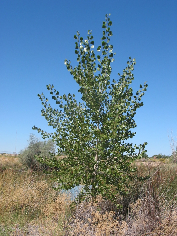 Siouxland Cottonwood - Populus deltoides 'Siouxland' from Faller Landscape